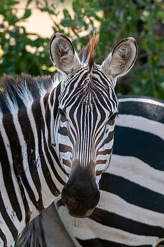 Portrait of a plains or common zebra-Equus quagga Samburu Game Reserve-Kenya Nature Print